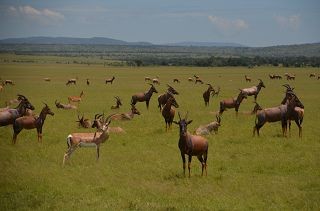 14  Tage Safari Kenia Angebote