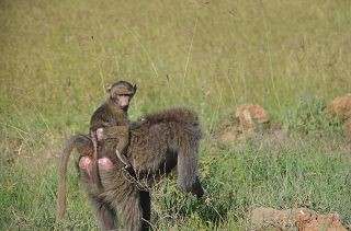 Safari in die Shimba Hills