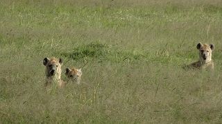 Hyänen in Kenia im Amboseli Nationalpark