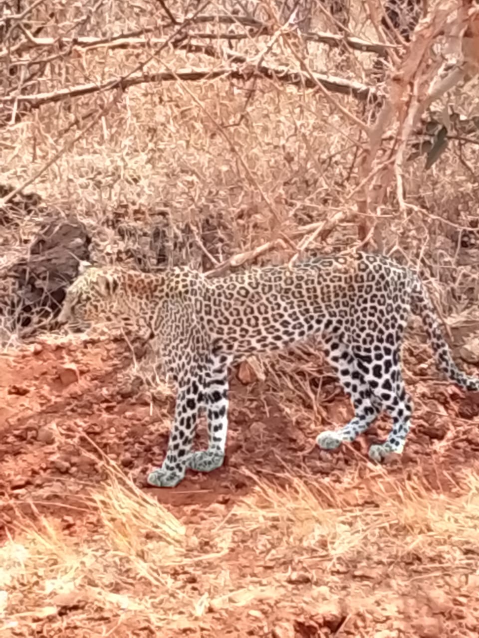 Der Tsavo Ost in Kenia