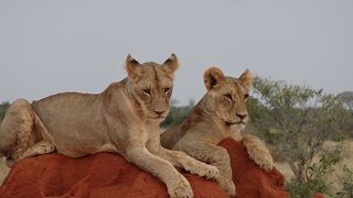 Löwen im Tsavo Ost Nationalpark