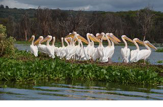 Pelikane auf dem Lake Naivasha in Kenia