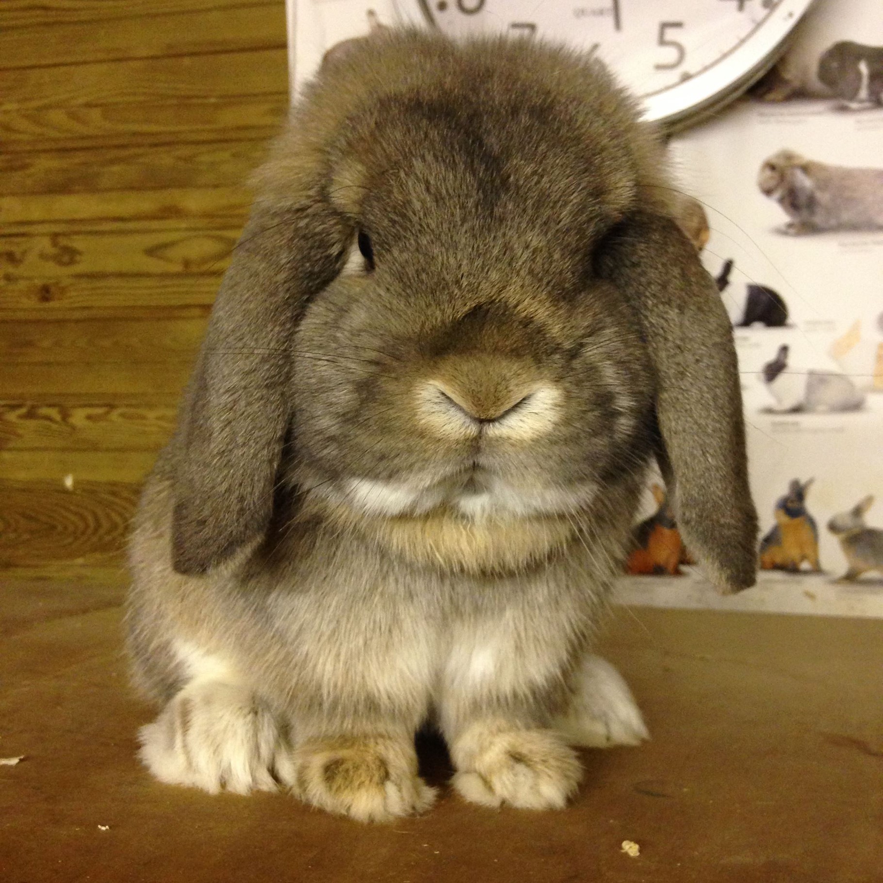 Dwarf Lop AECCE Asociación Española de Criadores de Conejos Enanos