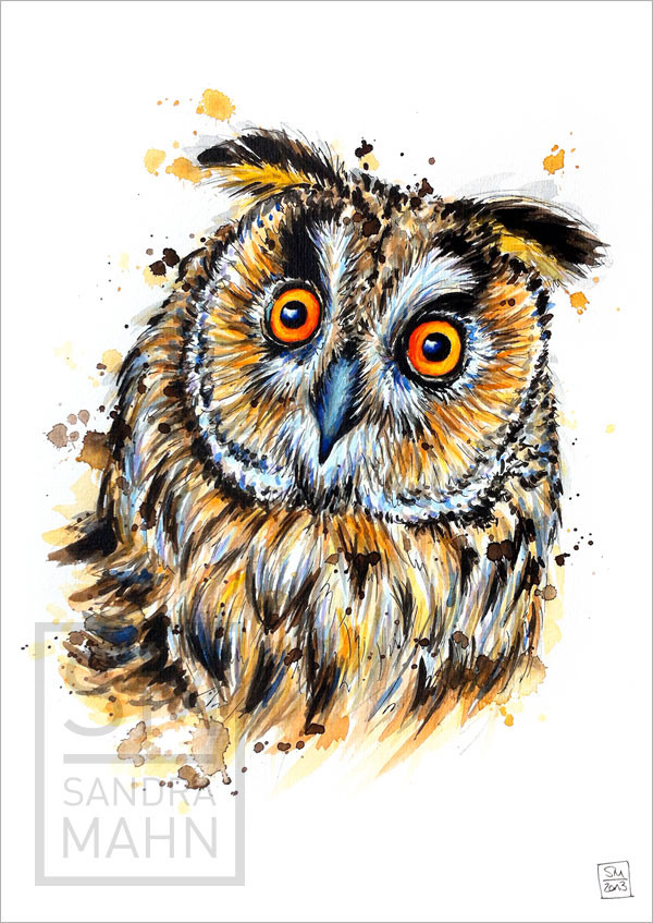 Waldohreule | long-eared owl