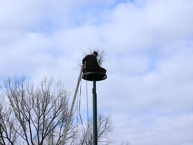 Storchenvater Günther Schoen beim Vorbereiten des Nestes am 28.03.2010