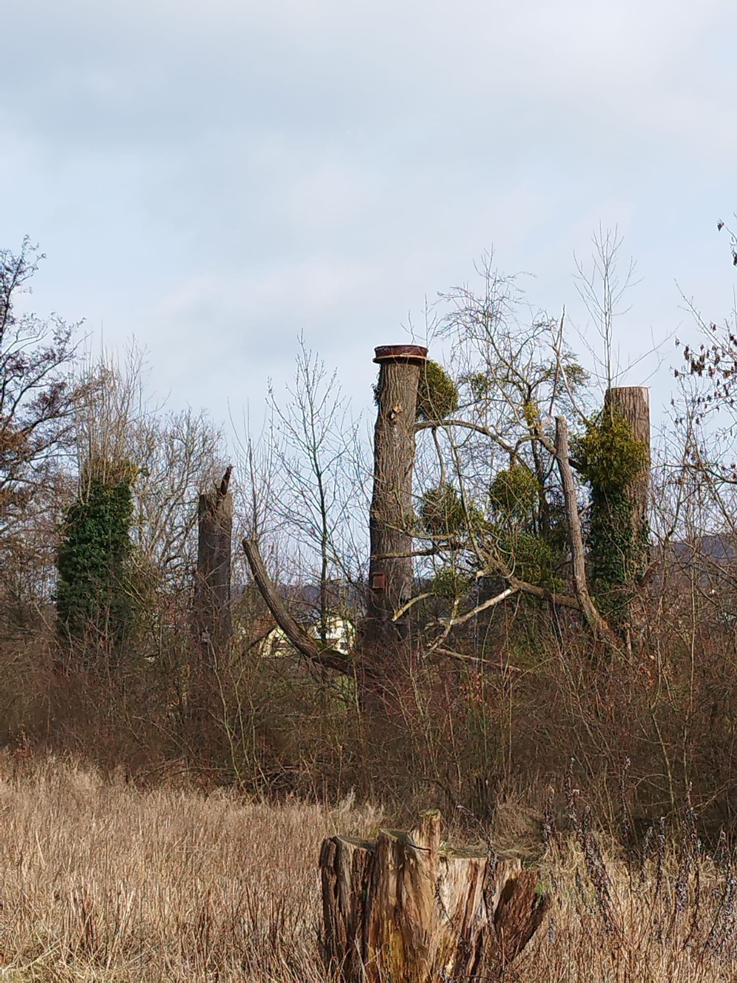 Storchennest auf einer Pappel, errichtet 2024 (Foto: N. Hoffmann)