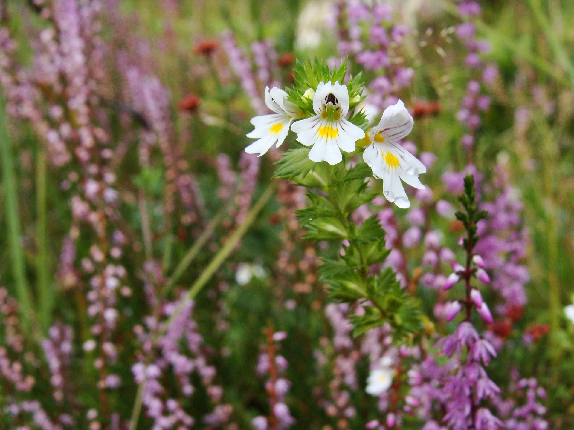 Erfahrungsbericht Uber Die Euphrasia Augentropfen Trockene Augen