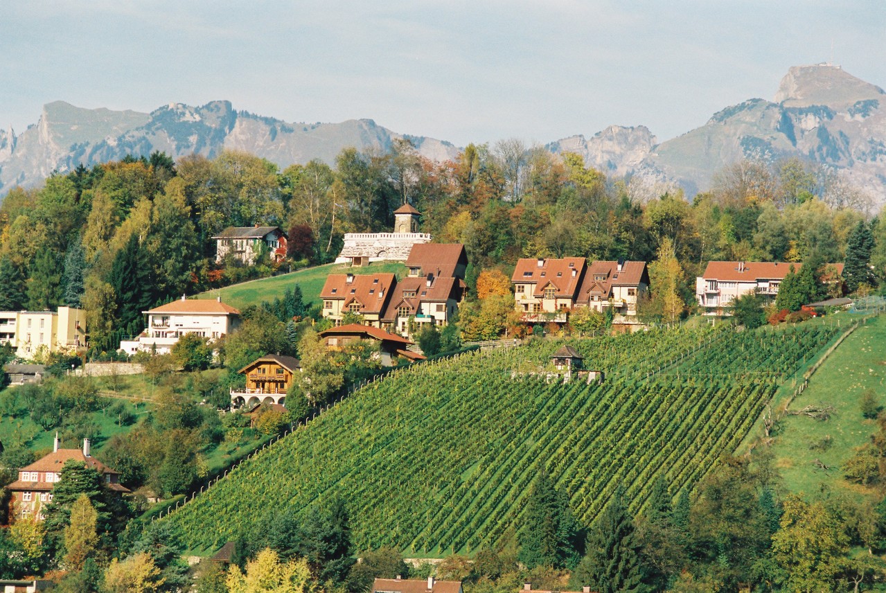 Weinberg am Ardetzenberg Schäfle