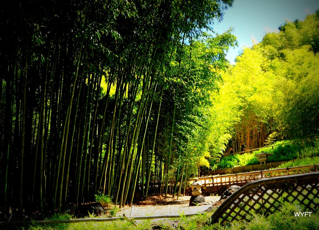 The bamboo store