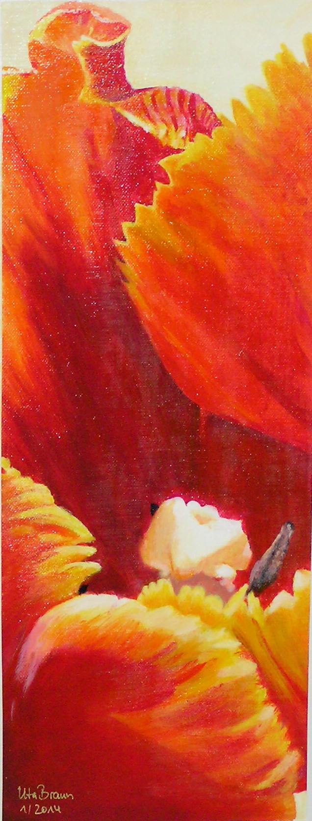 Blütenstruktur rot- Tulpe (20 x 50)