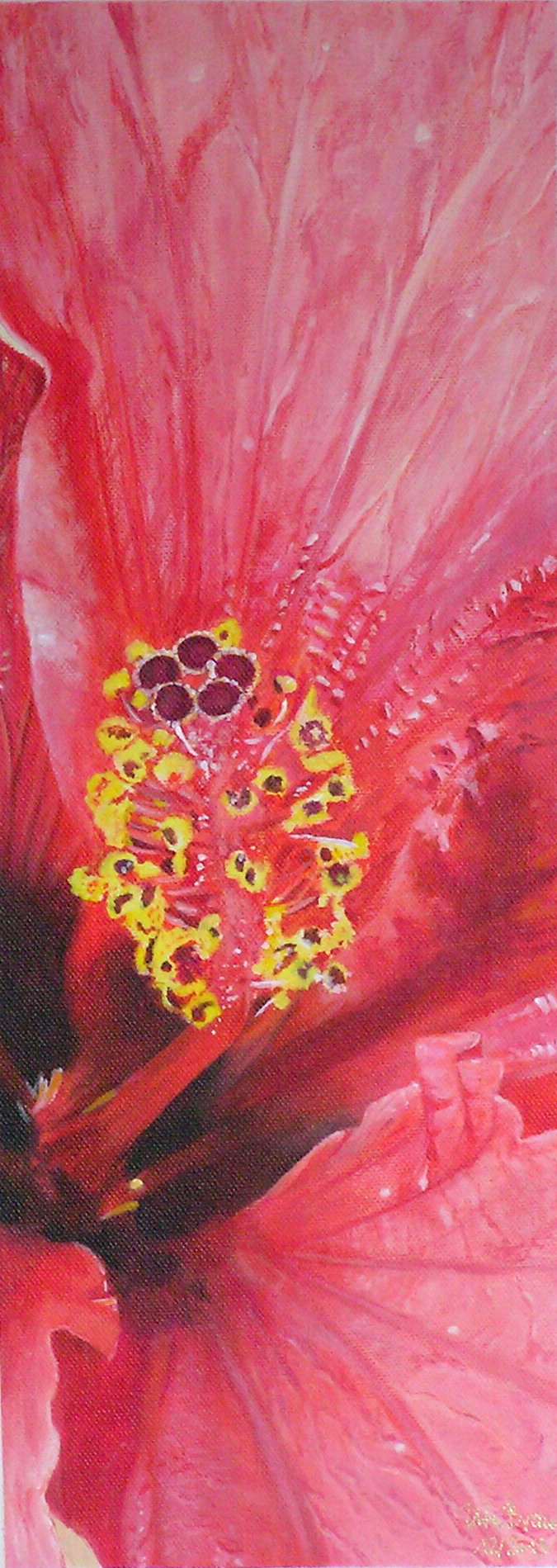 Blütenstruktur rot- Hibiskus (20 x 50)