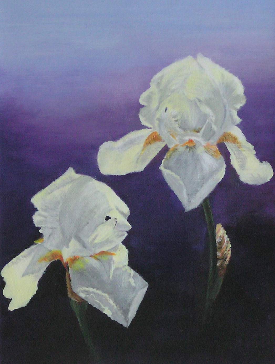 Lilien im Licht II (40 x 50)
