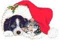 Weihnachtsbilder Hunde und Katzen 16