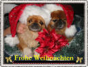 Weihnachtsbilder: Hunde und Katzen 15