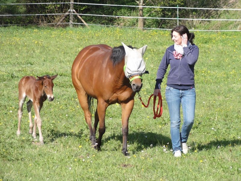 pferde spinin x ranch Westernreitstall Ebern