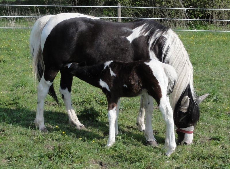 pferde spinin x ranch Westernreitstall Ebern