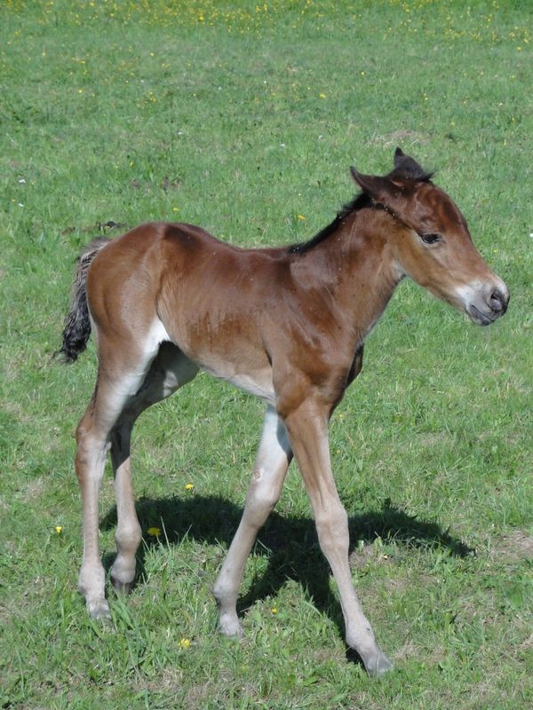 pferde spinin x ranch Westernreitstall Ebern