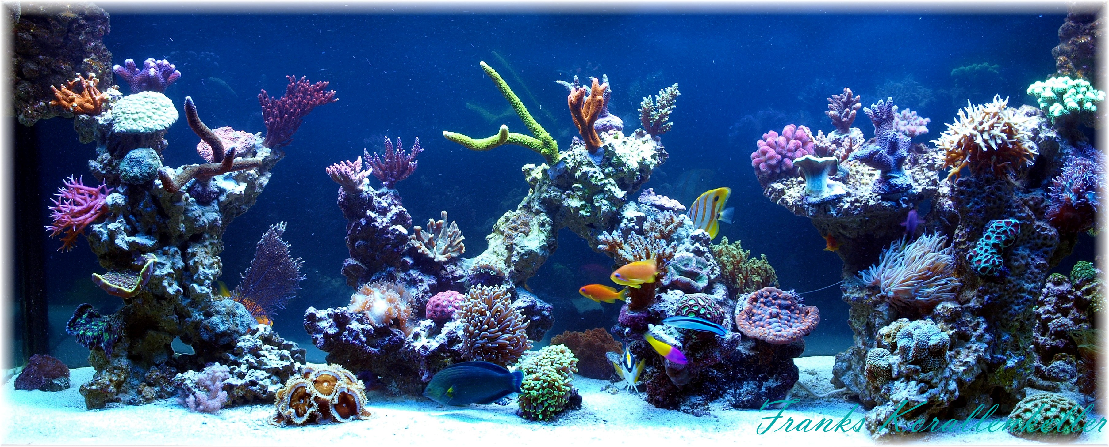 (c) Franks-korallenkeller.de