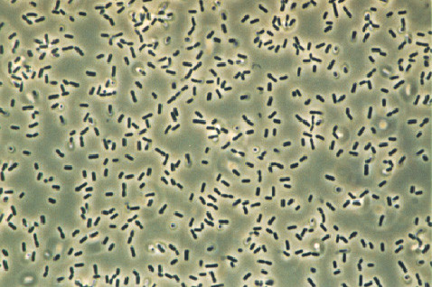 Bakterienzellen
