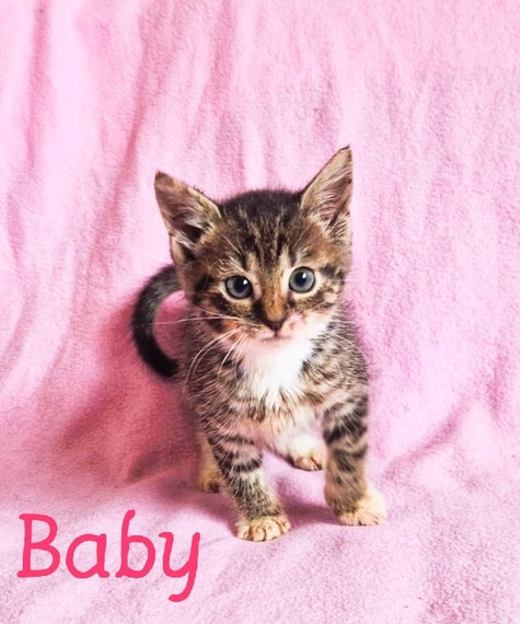 Kittenfund in Kamen