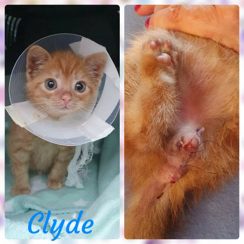 Klinikaufenthalt Clyde