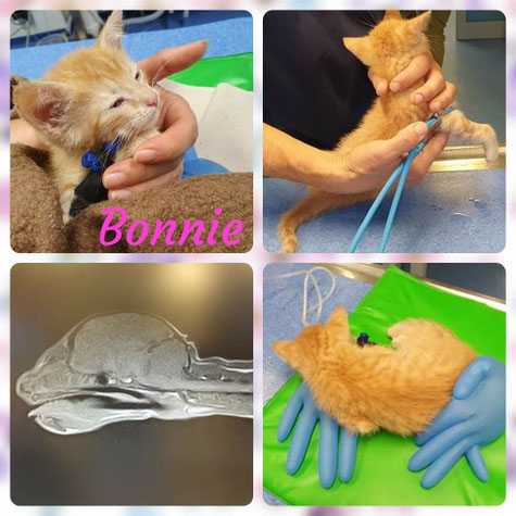 Klinikaufenthalt Bonnie