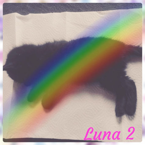 R.i.P kleine Luna