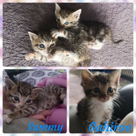 Neuigkeiten von Sammy und Gahiroo