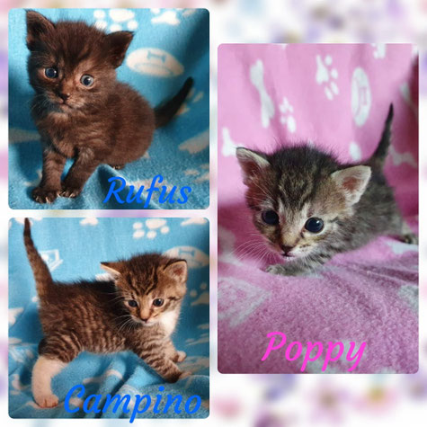 Update zu Poppy, Campino und Rufus