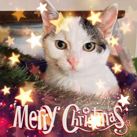 Merry Christmas