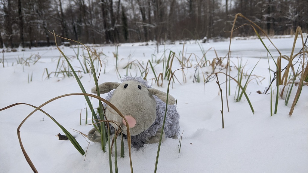 Toben im Schnee