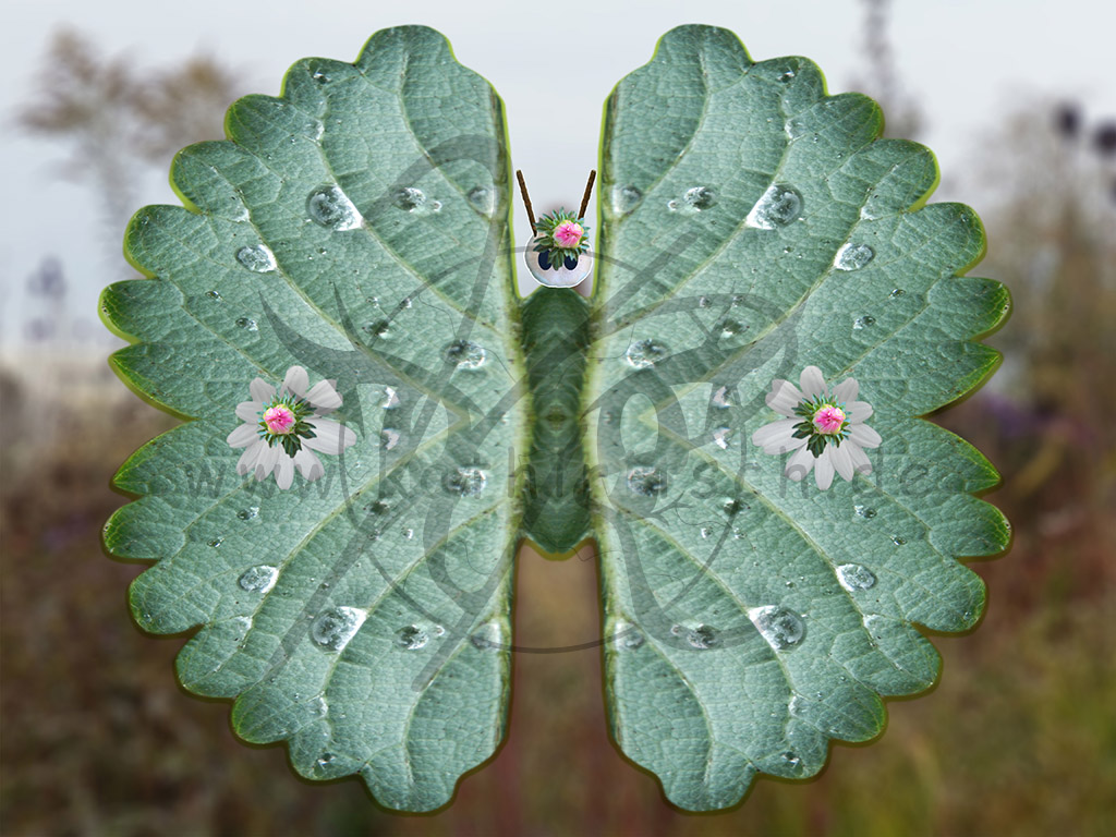 Skurriler Schmetterling