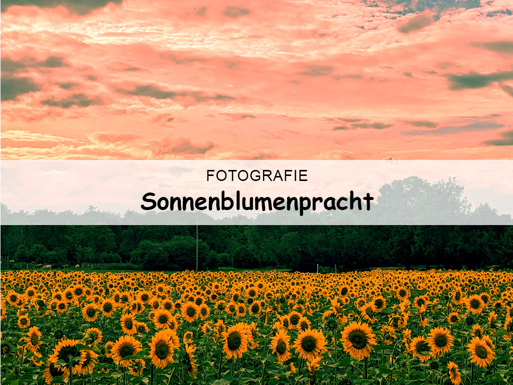 Sonnenblumenpracht