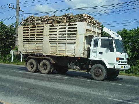 ゴムの木を積んだトラック