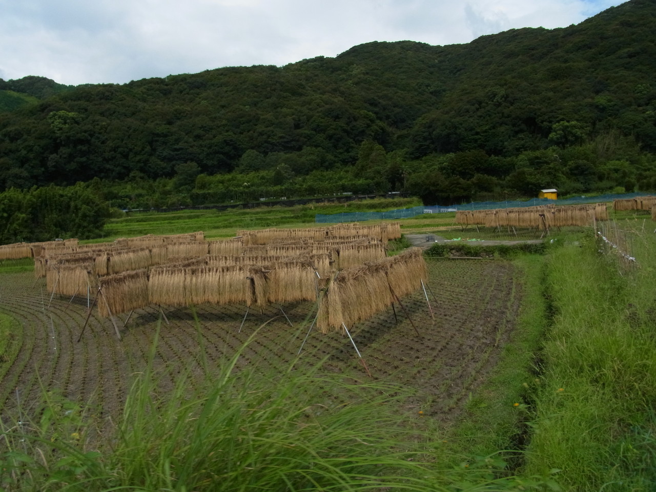 和歌山も稲刈りの時期だった