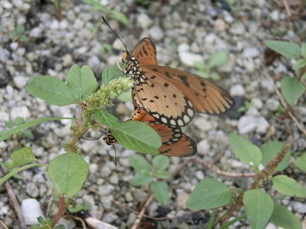 マレーシアの蝶