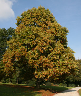 Erwachsener Tulpenbaum