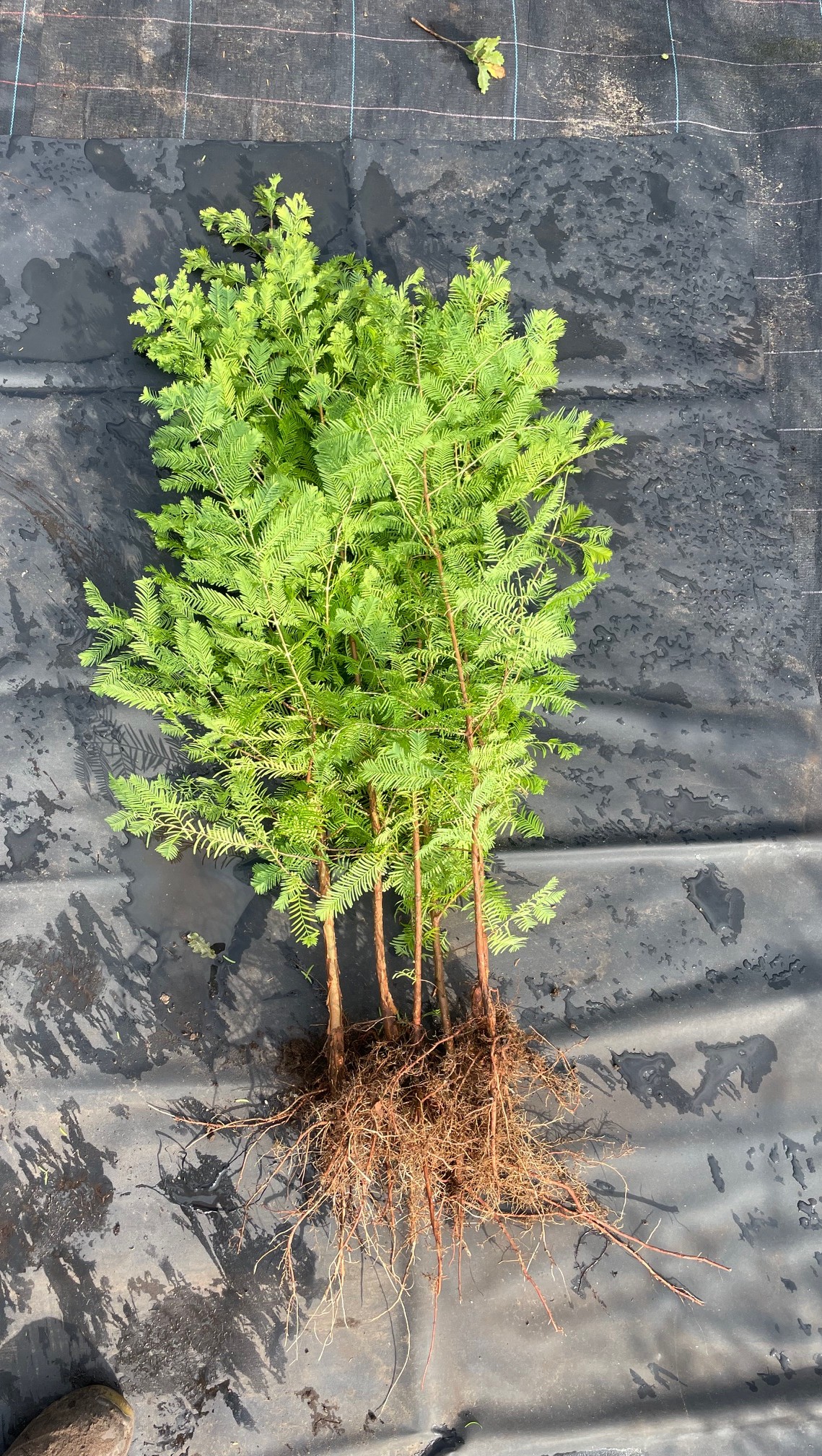 Metasequoia glyptostroboides 