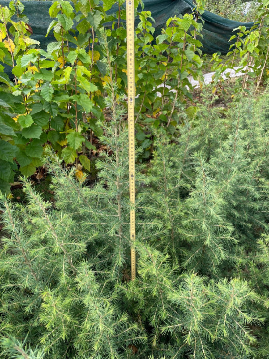Klimapflanzgut für den Wald Klimaresistente BaumSämlinge