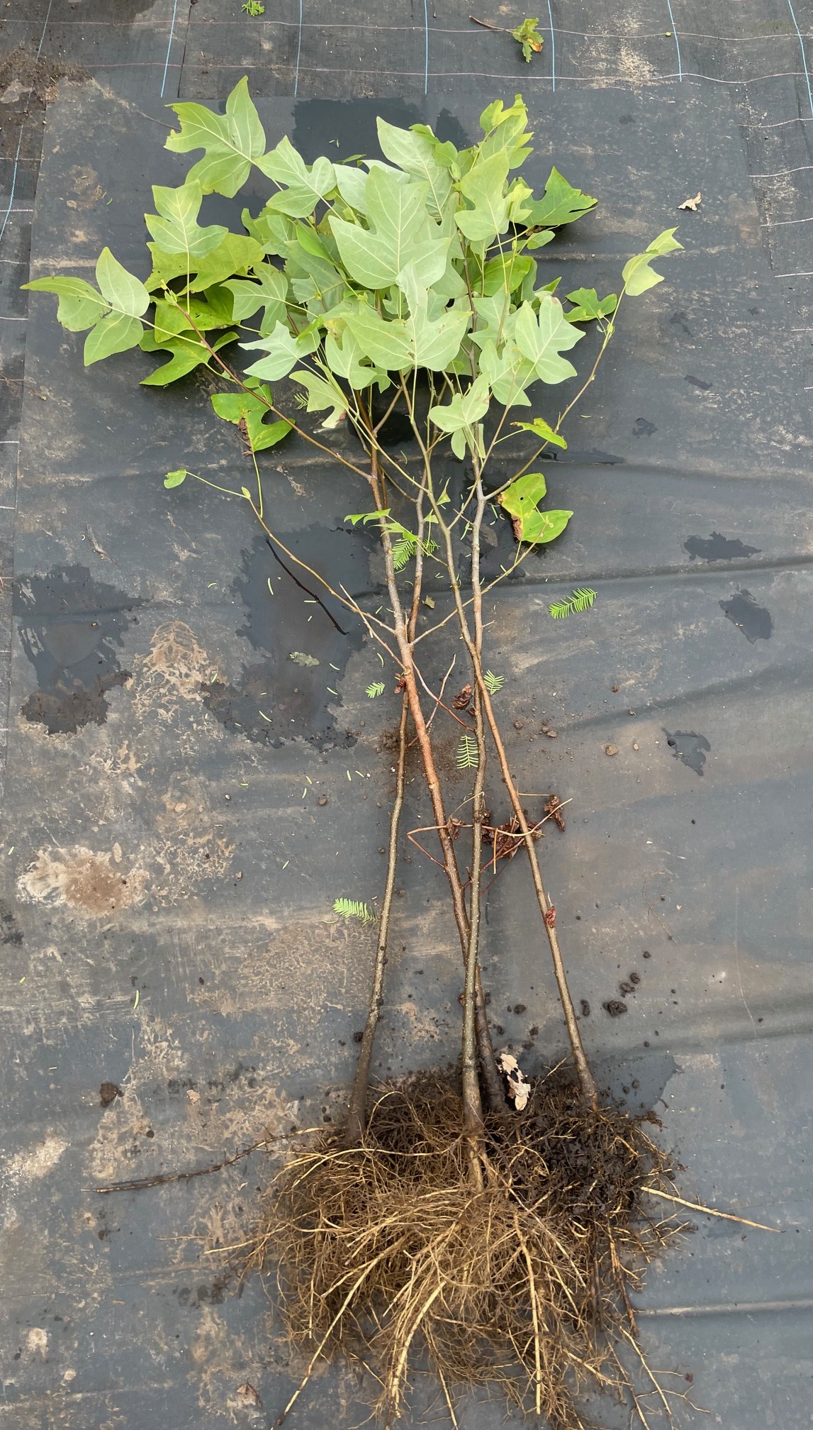 Liridendron tulipifera