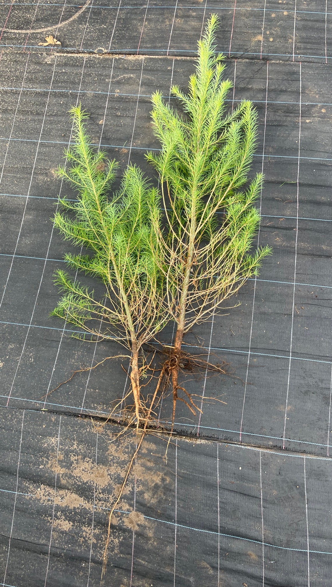 Larix eurolepsis