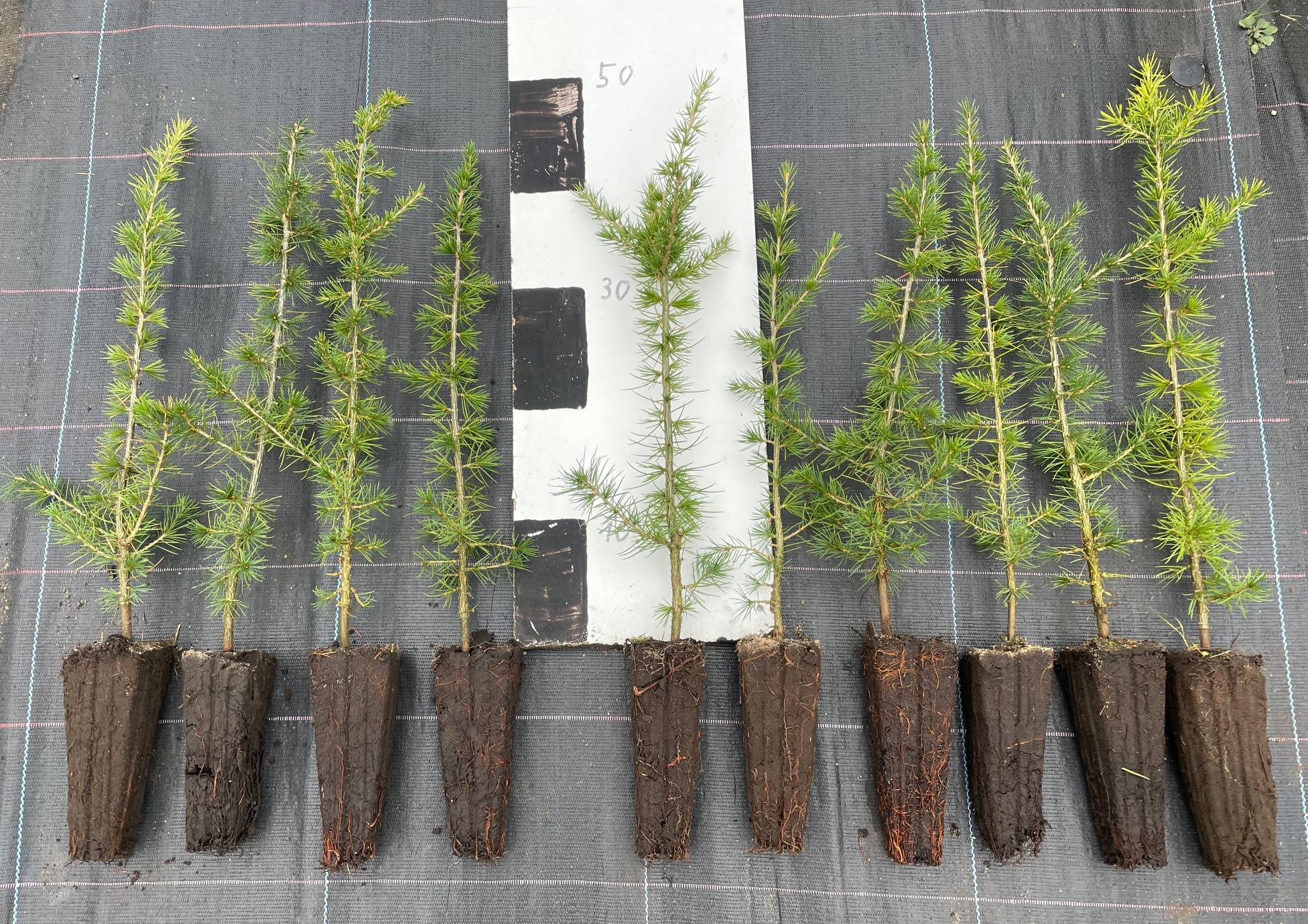 Cedrus libani m.Tb. 
