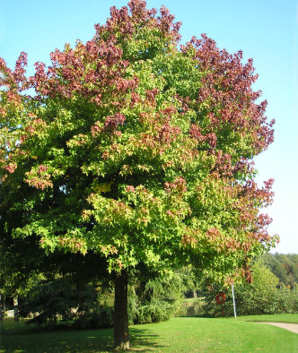 Junger Amerikanischer Amberbaum