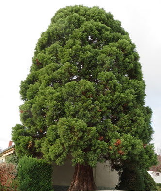 Erwachsener Riesenmammutbaum (Bergmammutbaum)