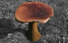 Jörg Pietschmann · T0038 · Thuja Root, Grass Tree,arttable,woodtable,coffeetable,homedecoration,sculpture,table,woodworking,interiordesign,woodsculpture,art,woodart,wooddesign,decorativewood,originalartwork,modernwoodsculpture,joergpietschmann,oldwood