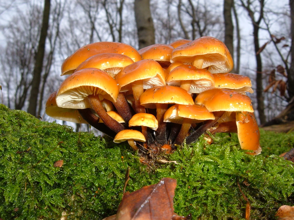 Pilze November PilzfinderSolling.de Pilze
