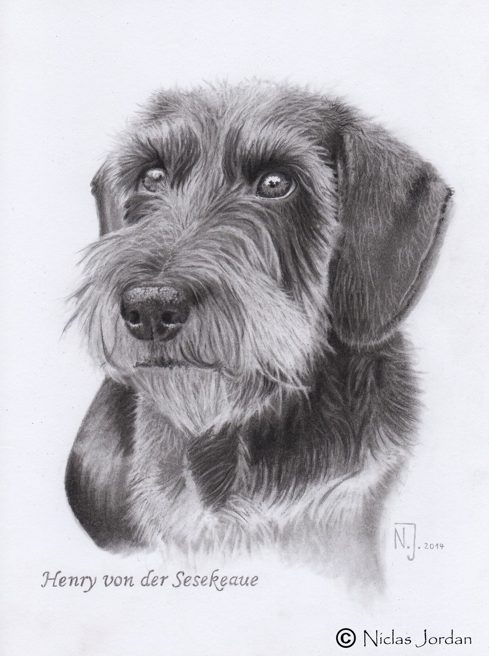 "Rauhaardackel Henry" 2014