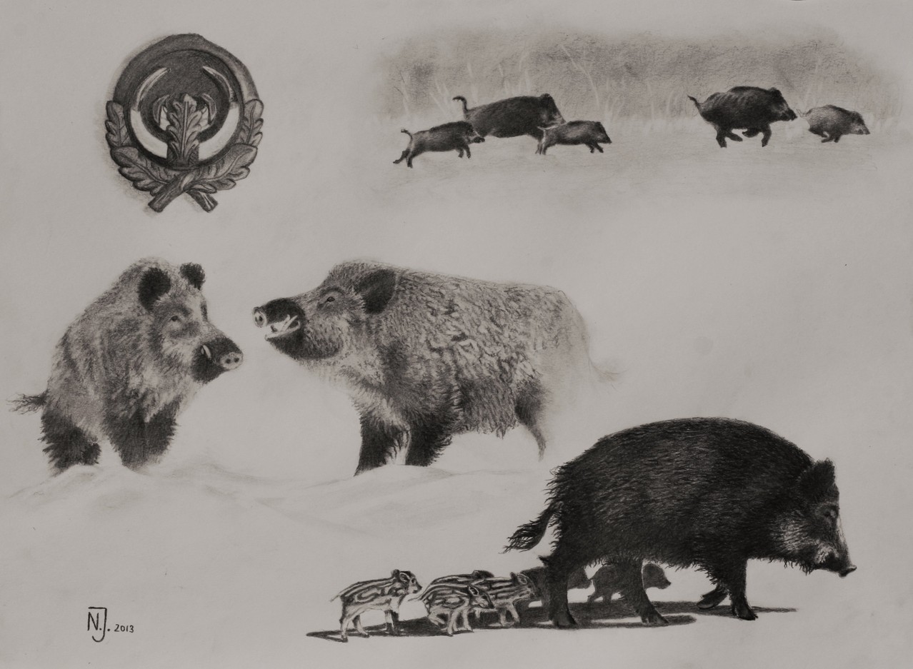 "Schwarzwild-Studie" 2013