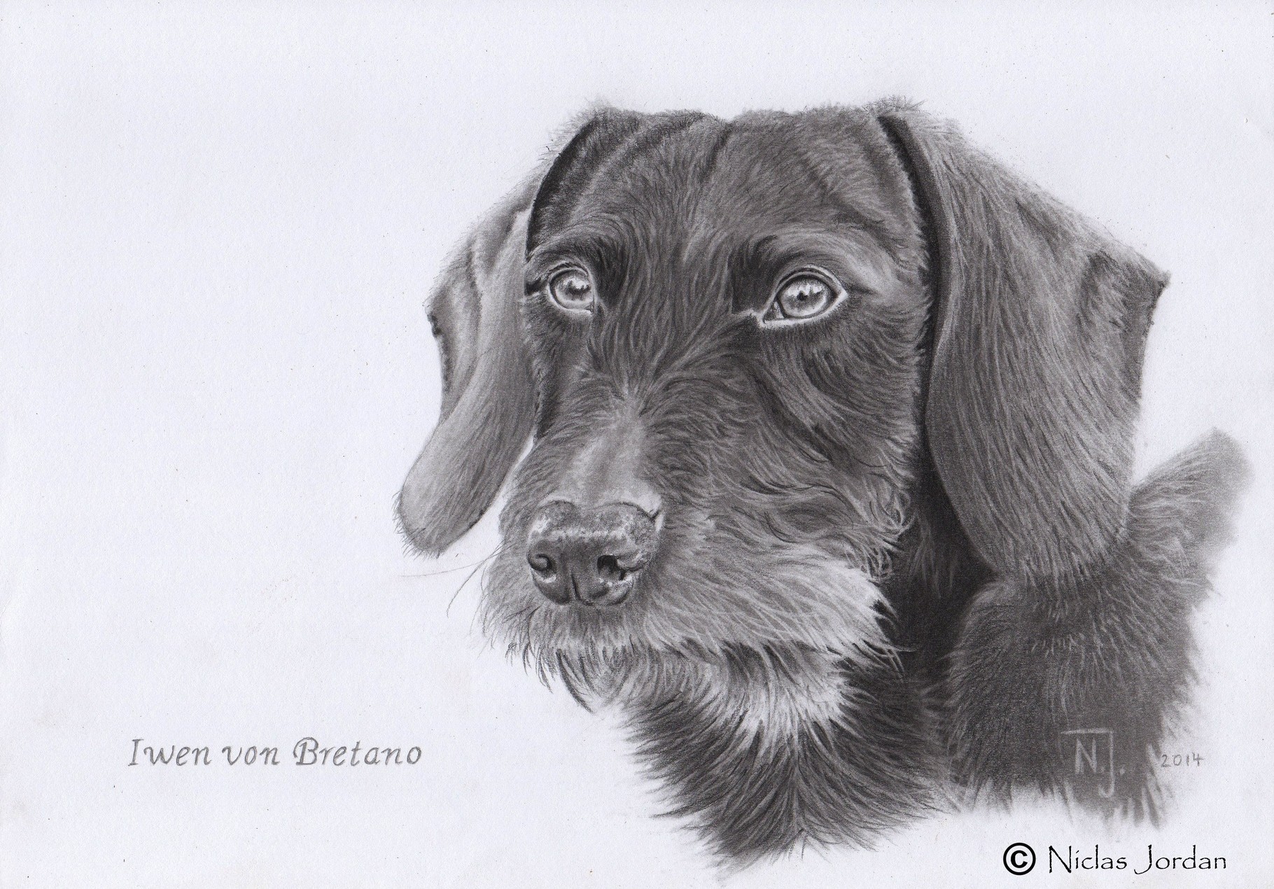"Rauhaardackel Iwen" 2014