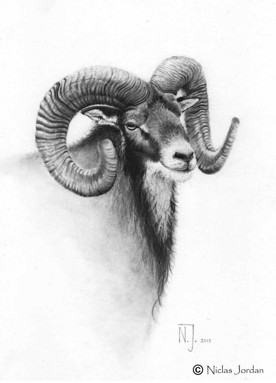 "Muffelwidder" 2015